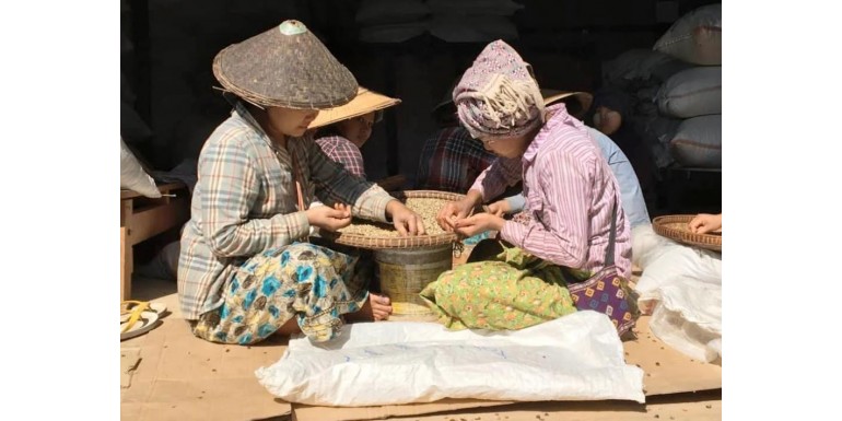 Descubre nuestro café de Myanmar cultivado a la sombra