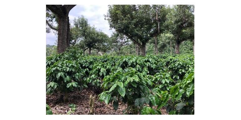 Guatemala Honey, un cafè d'especialitat dolça amb notes de mel