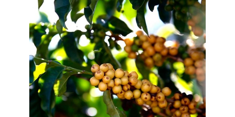 Discover the sensory experience of Brazilian Caracolillo Coffee