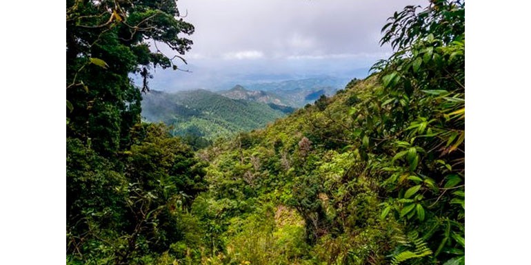 Pacamara Nicaragua: Explorant els Tresors Cafeters de Nicaragua