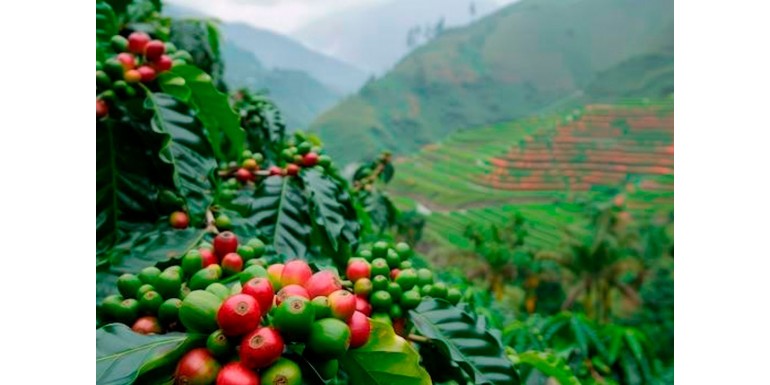 Colombian Coffee: Tabí del Cauca, a Cup of Excellence from the Inza Mountains